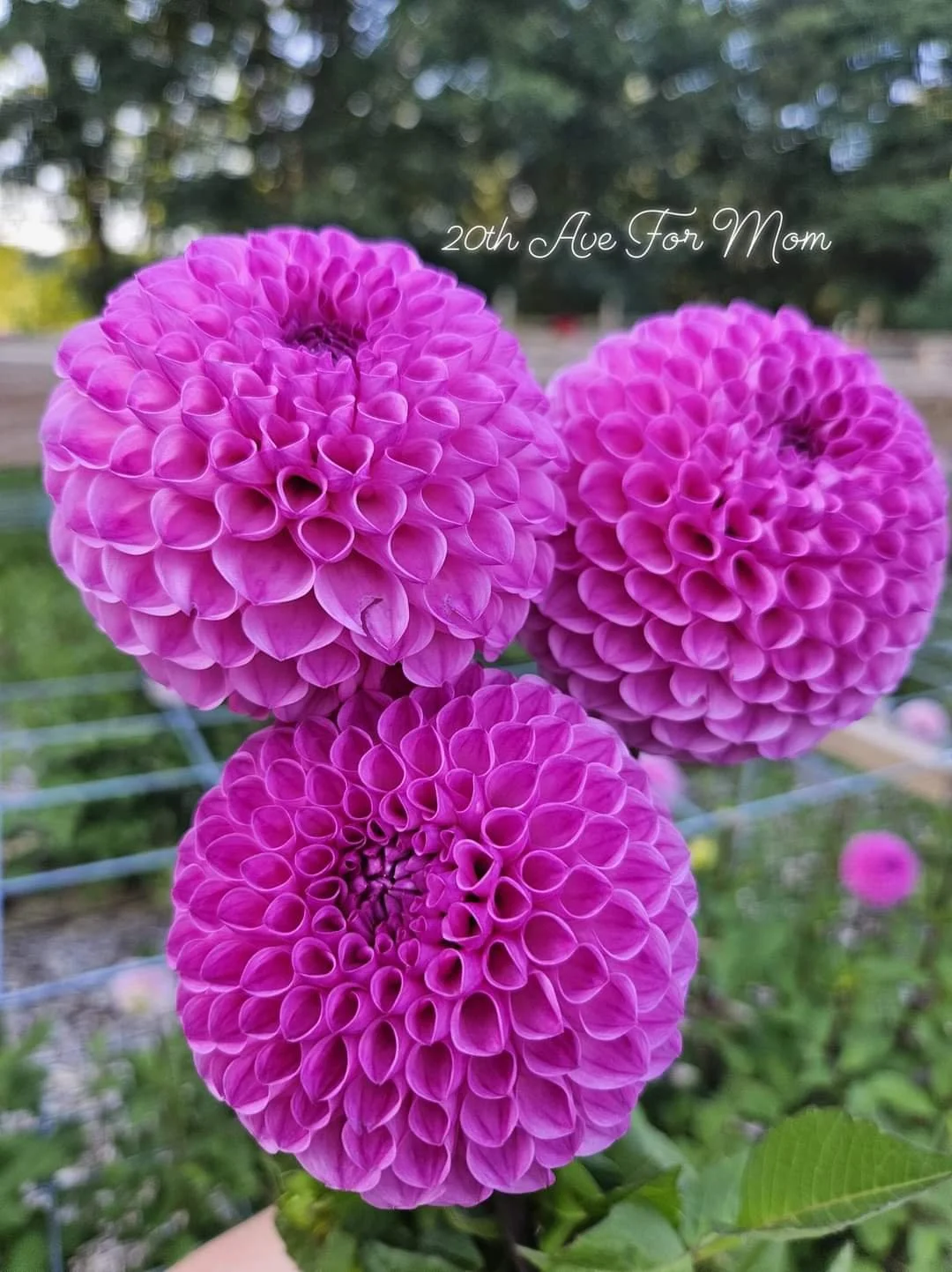 20th Ave For Mom — Tree House Blooms, LLC.